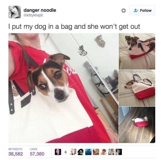 danger noodle @kittykhajiit I put my dog in a bag and she won't get out RETWEETS LIKES 36,582 57,360 Follow