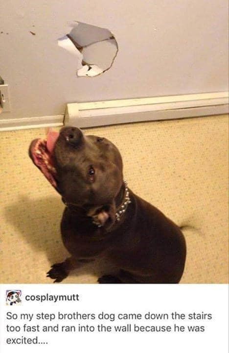 cosplaymutt So my step brothers dog came down the stairs too fast and ran into the wall because he was excited....