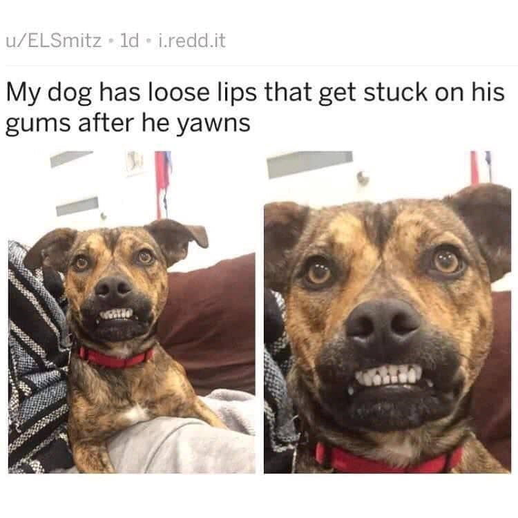 u/ELSmitz ⚫ld • i.redd.it My dog has loose lips that get stuck on his gums after he yawns
