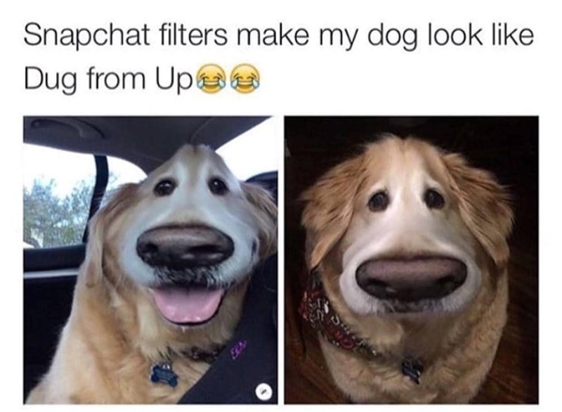 Snapchat filters make my dog look like Dug from Up