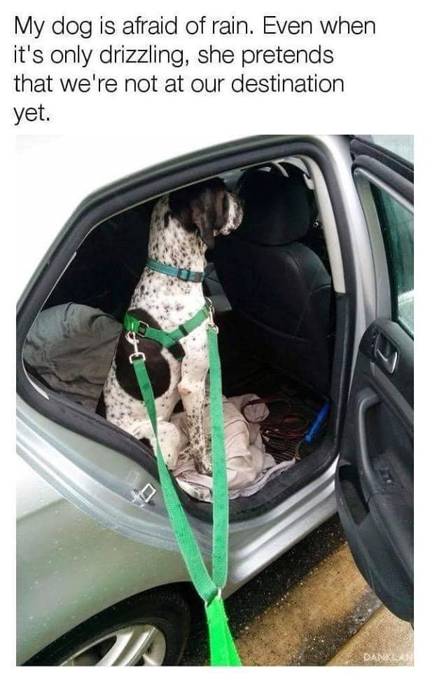 My dog is afraid of rain. Even when it's only drizzling, she pretends that we're not at our destination yet. DANKLAN