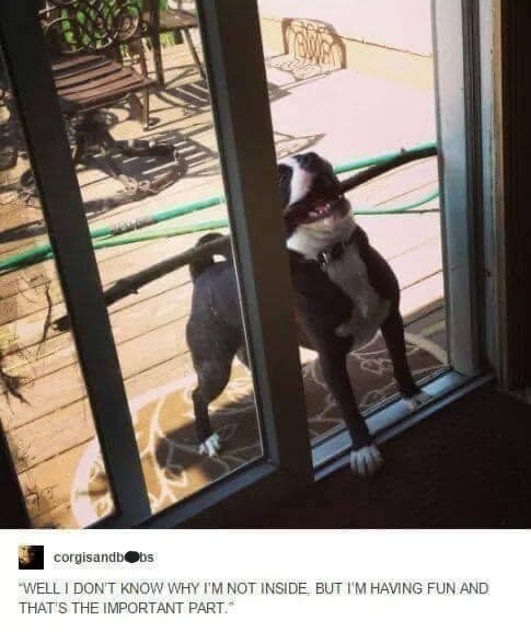 corgisandb❤bs "WELL I DON'T KNOW WHY I'M NOT INSIDE BUT I'M HAVING FUN AND THAT'S THE IMPORTANT PART.*