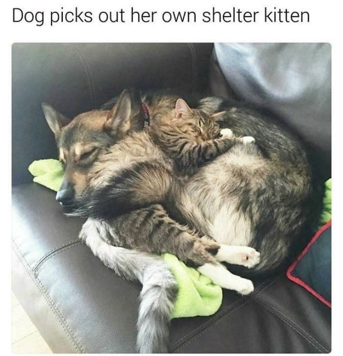 Dog picks out her own shelter kitten