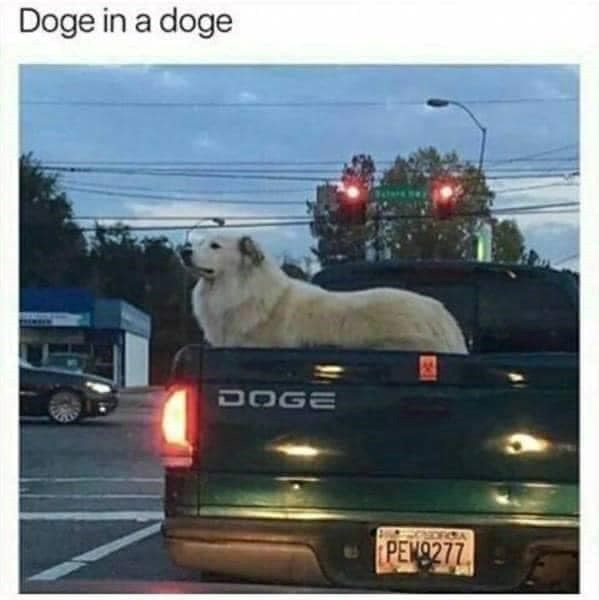 Doge in a doge DOGE PEW9277