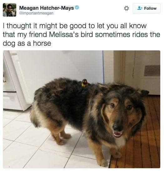 Meagan Hatcher-Mays @importantmeagan I thought it might be good to let you all know Follow that my friend Melissa's bird sometimes rides the dog as a horse