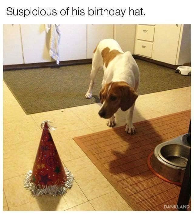 Suspicious of his birthday hat. D DANKLAND