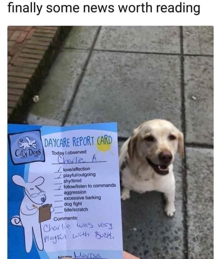 finally some news worth reading City Dogs DAYCARE REPORT CARD Today I observed Charlie A love/affection playful/outgoing shy/timid follow/listen to commands aggression excessive barking dog fight bite/scratch Comments: Charlie was very Playful with Buck. Namo Marcia