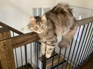 Cheezburger Image 10617007360