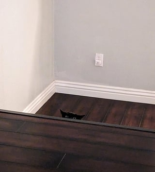 Cheezburger Image 10617007616