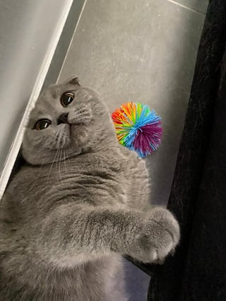 Cheezburger Image 10617008384