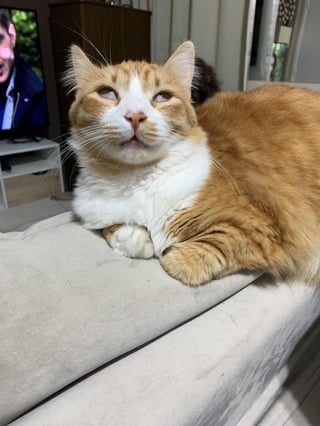 Cheezburger Image 10617008896