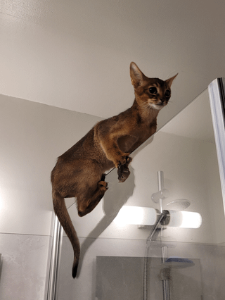 Cheezburger Image 10617009920