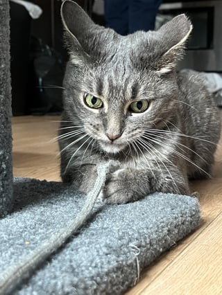 Cheezburger Image 10617010176