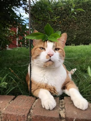 Cheezburger Image 10617010432