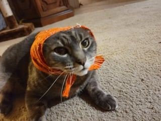 Cheezburger Image 10617010688