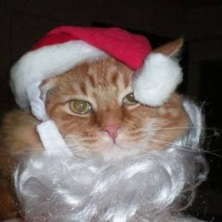 Cheezburger Image 10617011712