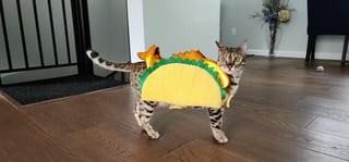 Cheezburger Image 10617012480