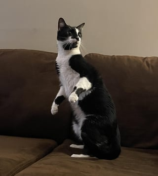 Cheezburger Image 10617012736