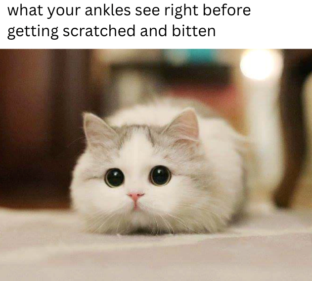 what your ankles see right before getting scratched and bitten