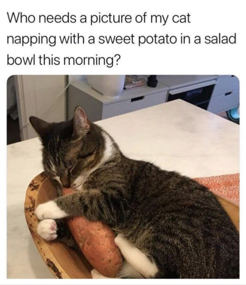 Who needs a picture of my cat napping with a sweet potato in a salad bowl this morning?