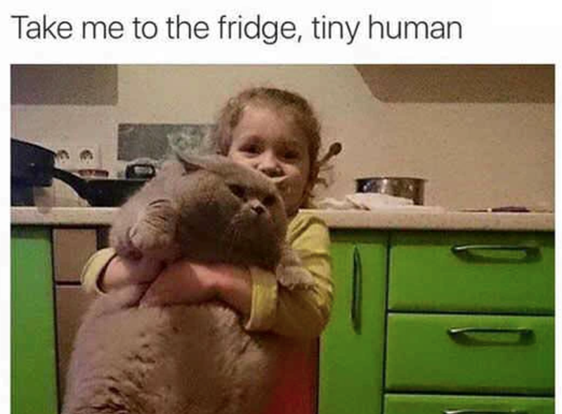 Take me to the fridge, tiny human
