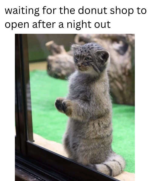 waiting for the donut shop to open after a night out