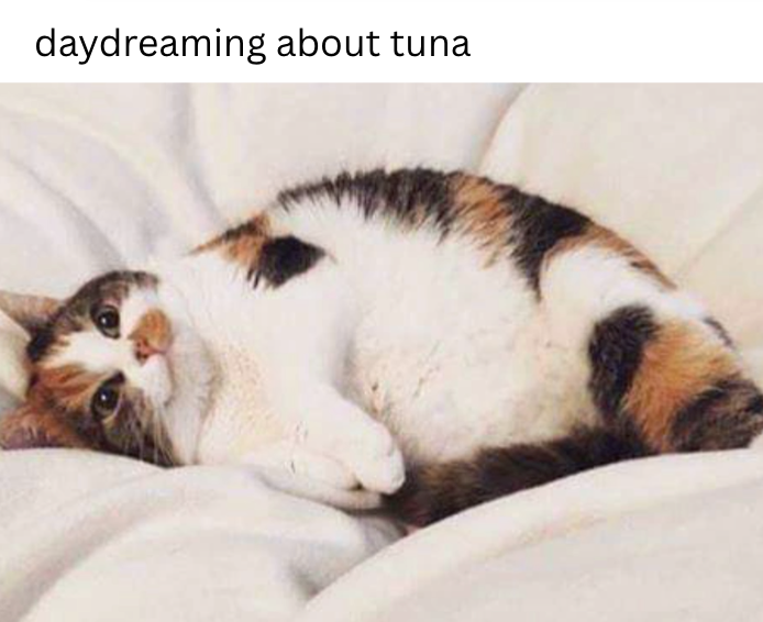 daydreaming about tunal