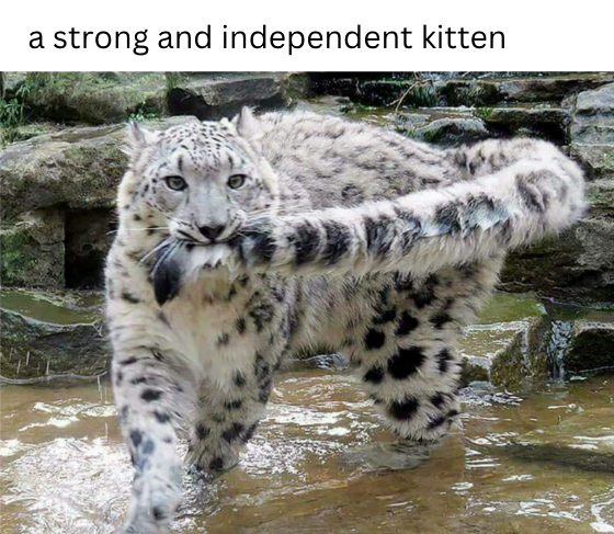 a strong and independent kitten