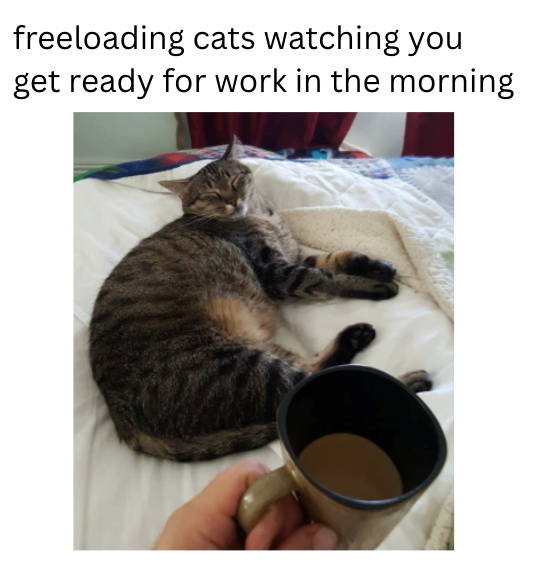 freeloading cats watching you get ready for work in the morning