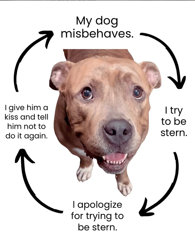ام I give him a kiss and tell him not to do it again. My dog misbehaves. I apologize for trying to be stern. I try to be stern.