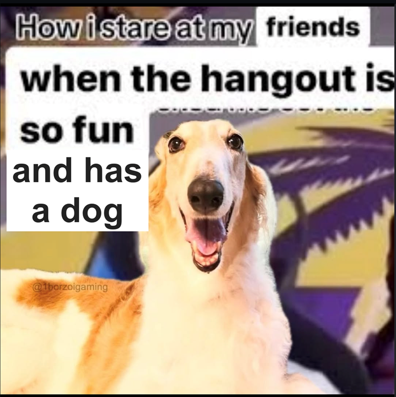 How i stare at my friends when the hangout is so fun and has a dog @tborzoigaming