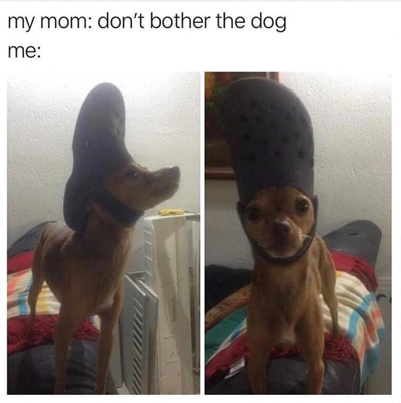 my mom: don't bother the dog me: