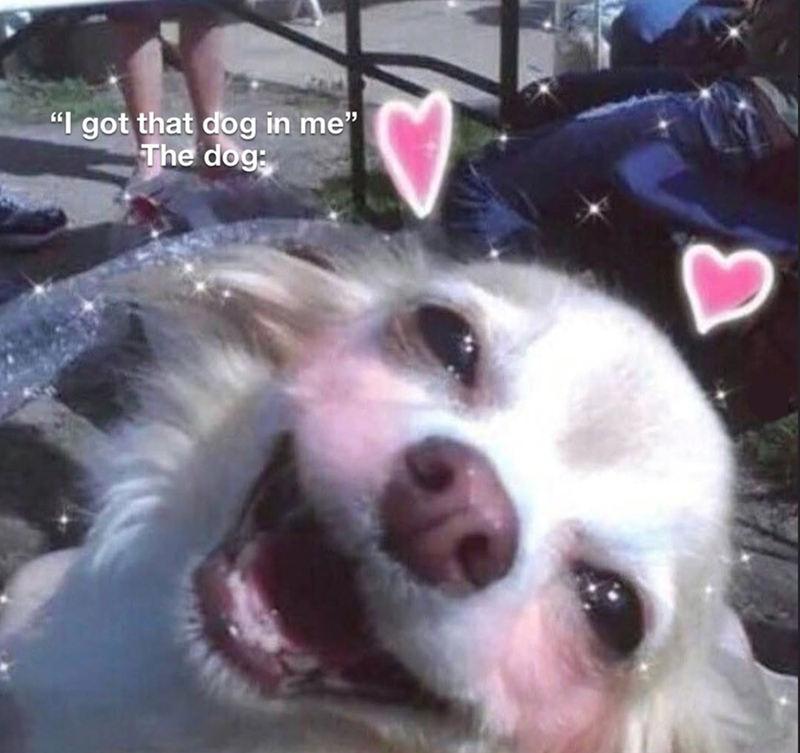 "I got that dog in me" The dog: