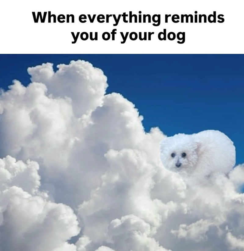 When everything reminds you of your dog