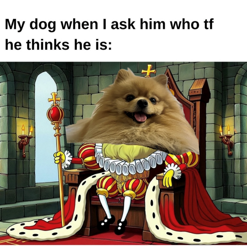 My dog when I ask him who tf he thinks he is: +