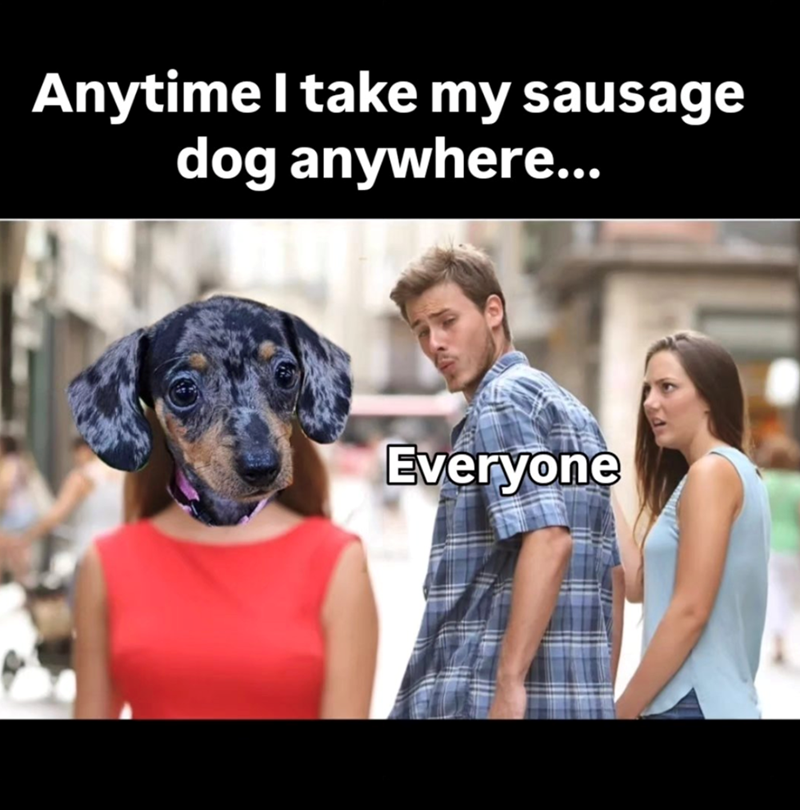 Anytime I take my sausage dog anywhere... Everyone