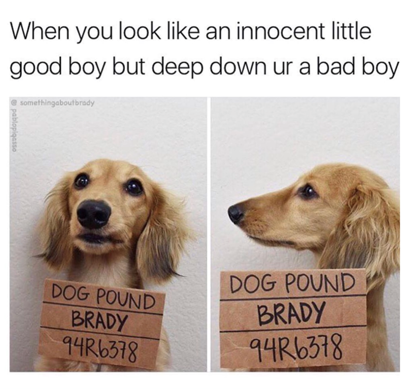 When you look like an innocent little good boy but deep down ur a bad boy somethingaboutbrady pablopiqasso DOG POUND BRADY 94R6378 DOG POUND BRADY 94R6378