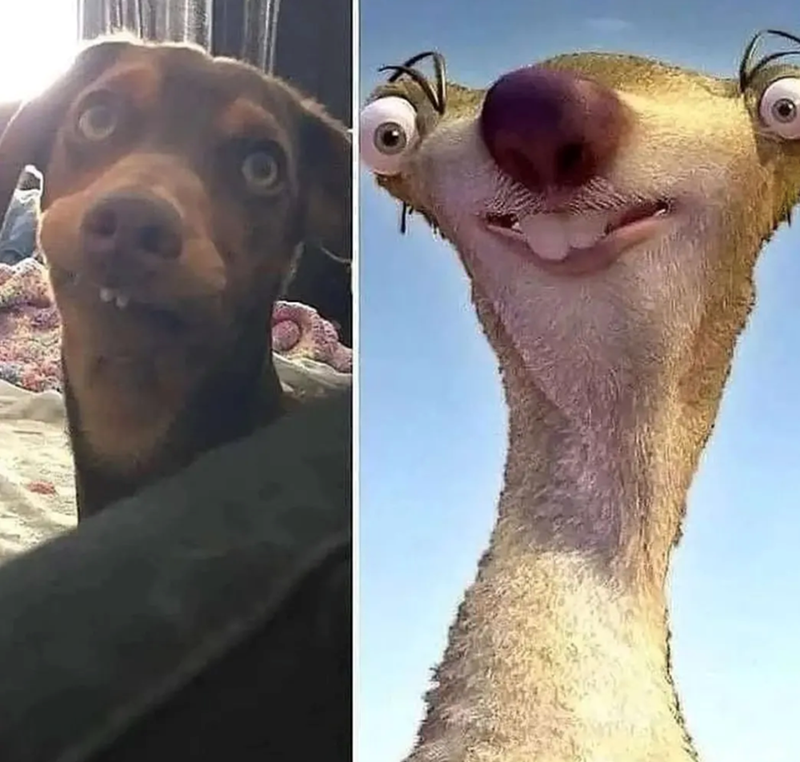 Cheezburger Image 10617144832