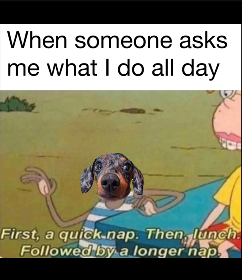When someone asks me what I do all day First, a quick.nap. Then, lunch. Followed by a longer nap