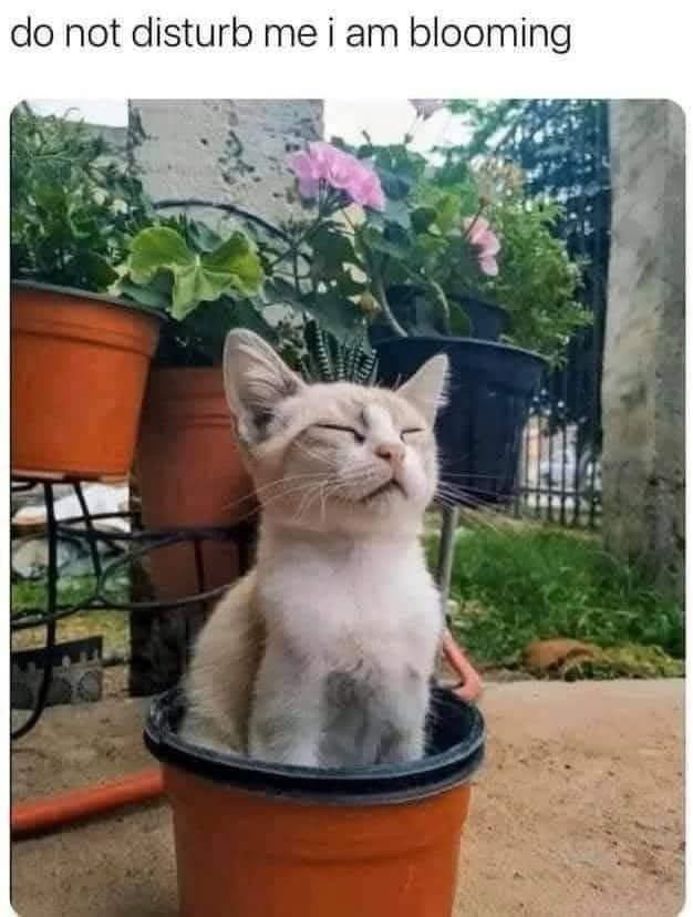 do not disturb me i am blooming