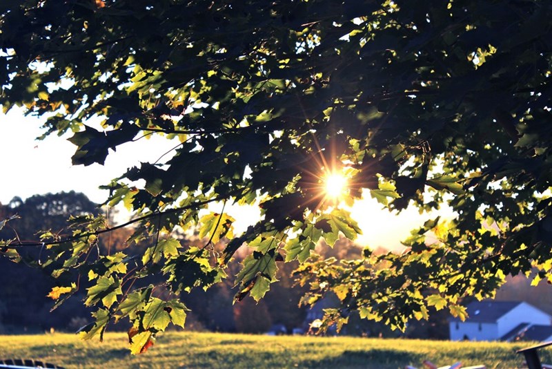 Leafy in tree in backyard with sunlight shining through it.