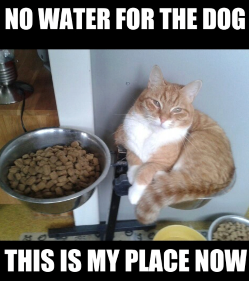 NO WATER FOR THE DOG THIS IS MY PLACE NOW