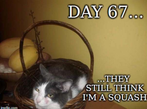 DAY 67... imaflip.com ...THEY STILL THINK I'M A SQUASH
