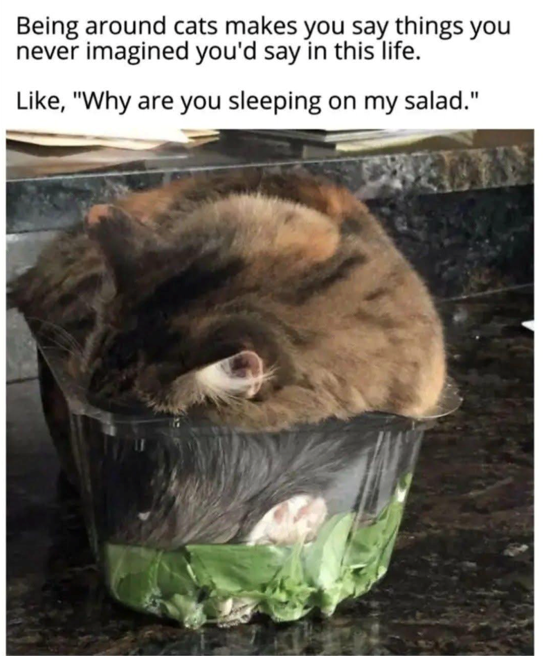 Being around cats makes you say things you never imagined you'd say in this life. Like, "Why are you sleeping on my salad."