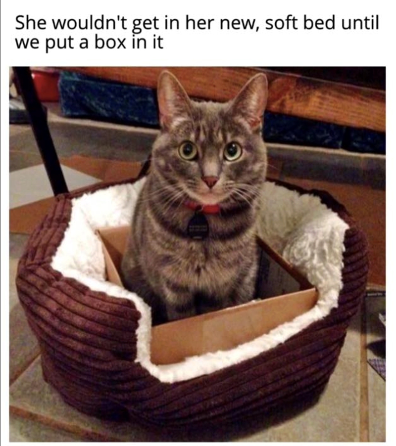 She wouldn't get in her new, soft bed until we put a box in it