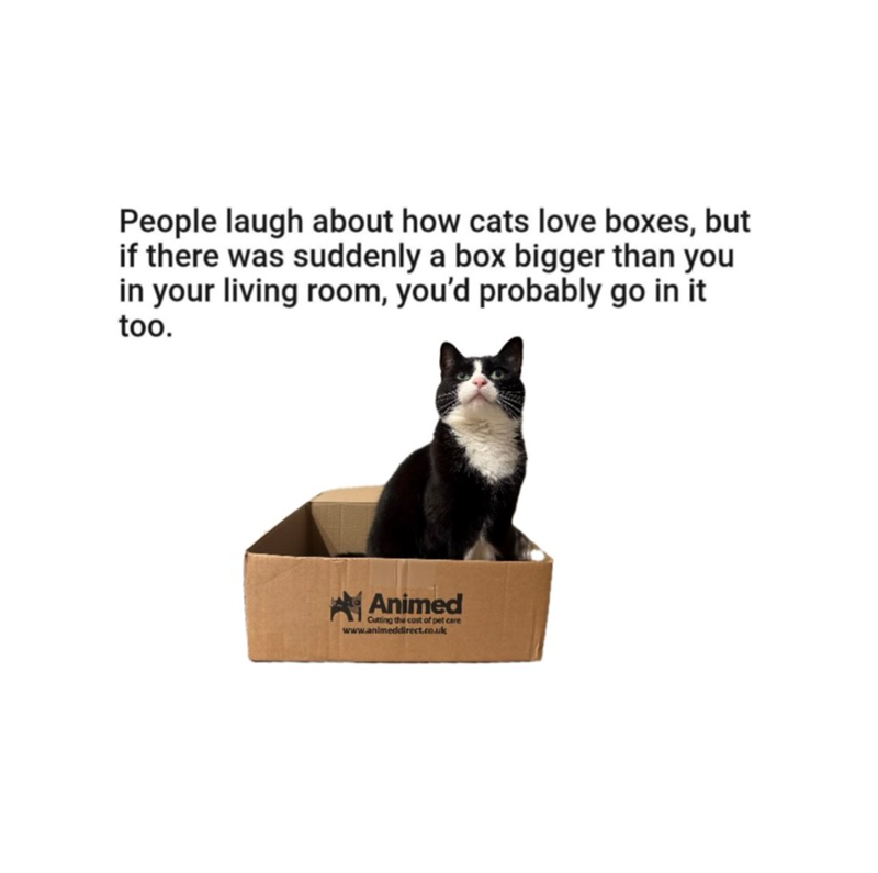 People laugh about how cats love boxes, but if there was suddenly a box bigger than you in your living room, you'd probably go in it too. Animed Cutting the cost of pet care www.animeddirect.co.uk