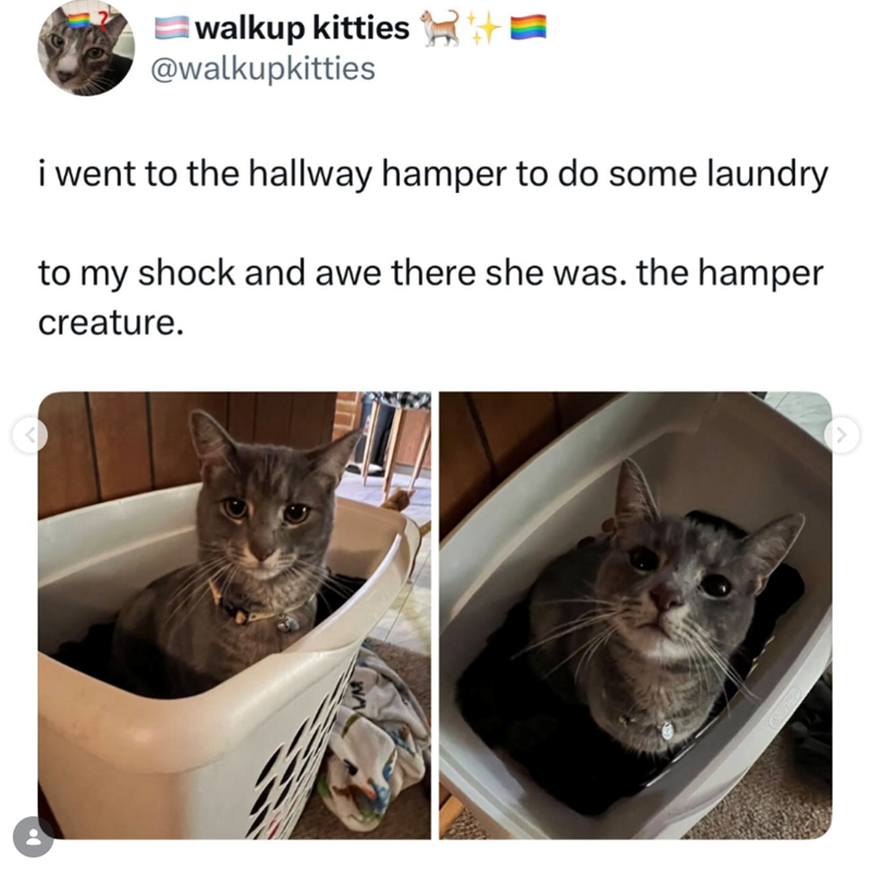 walkup kitties ✓ @walkupkitties i went to the hallway hamper to do some laundry to my shock and awe there she was. the hamper creature. >