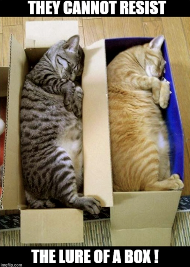 THEY CANNOT RESIST THE LURE OF A BOX! imgflip.com