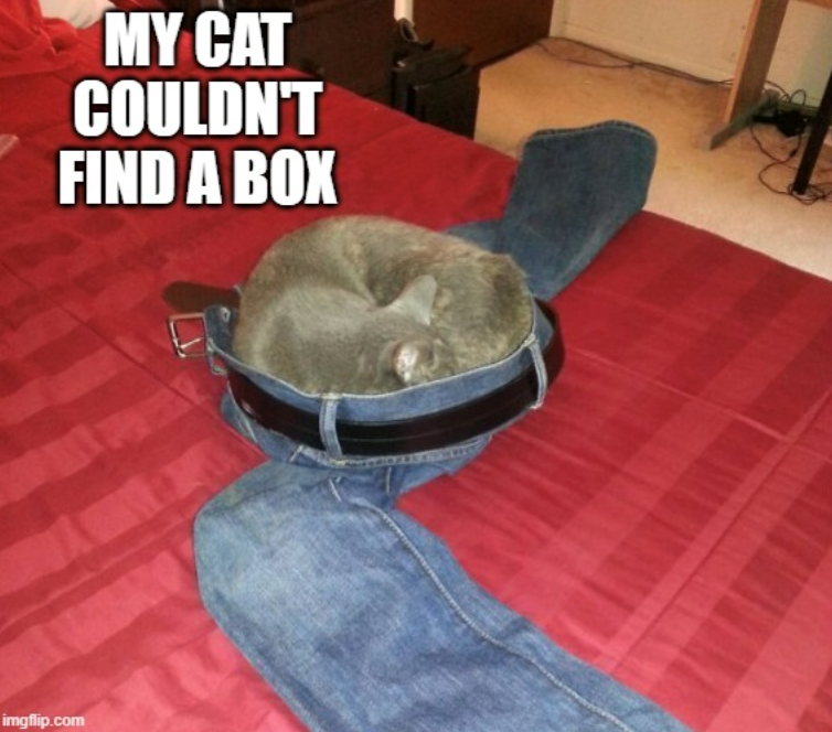 MY CAT COULDN'T FIND A BOX imgflip.com