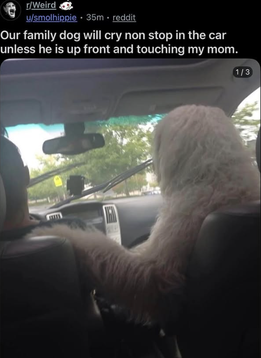 r/Weird u/smolhippie 35m. reddit Our family dog will cry non stop in the car unless he is up front and touching my mom. 1/3